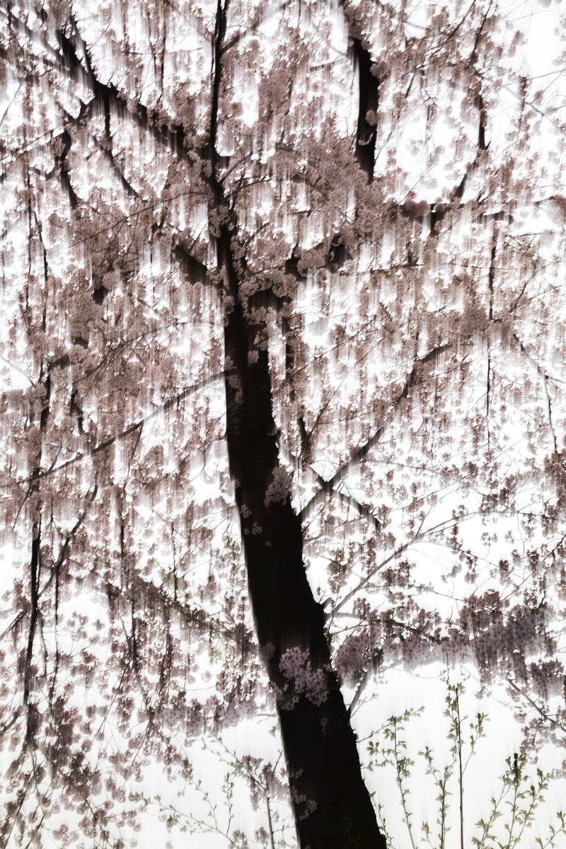 Yoshinori Mizutani, Sakura 016, 2015
