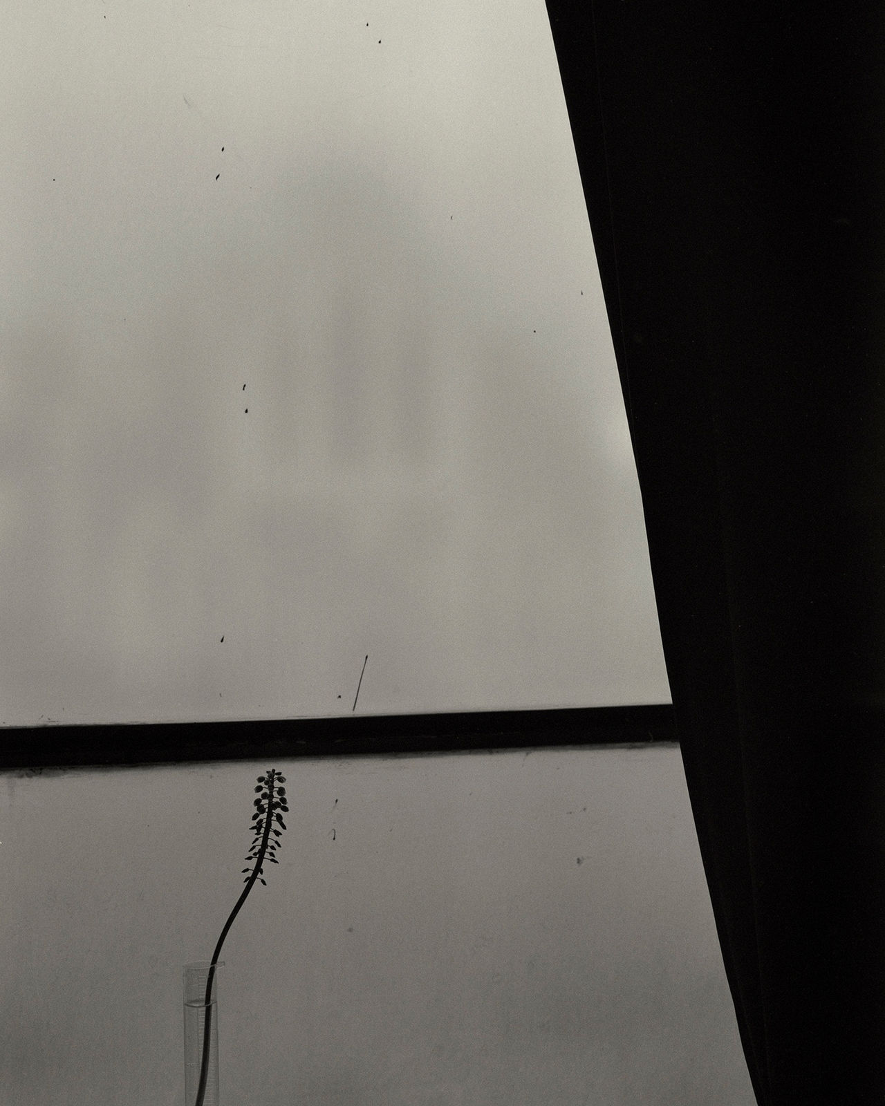 Sayuri Ichida, Absentee #216, 2021