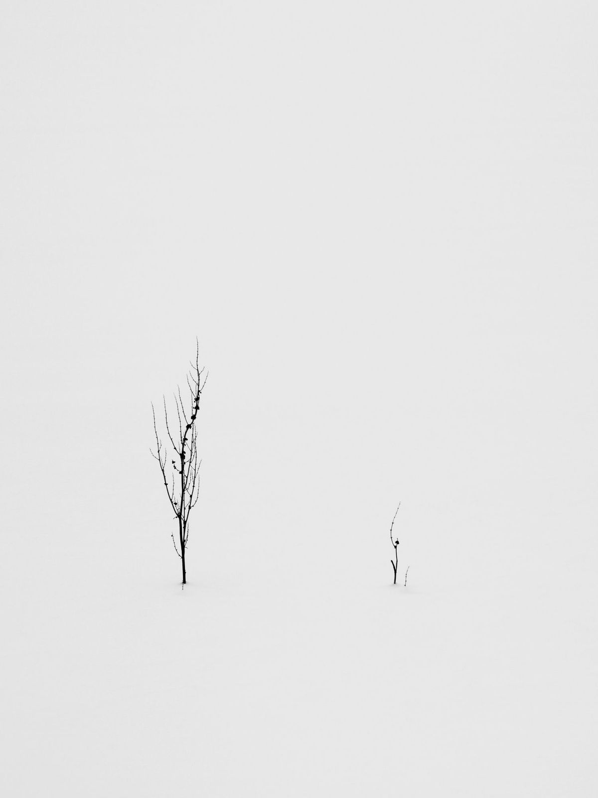 Yoshinori Saito, Hapo, 2013