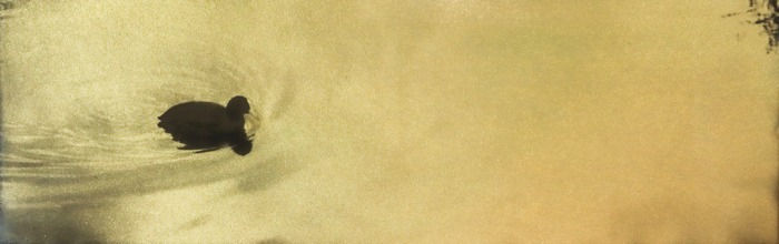 Naohiro Ninomiya, Glanage-7, 2019