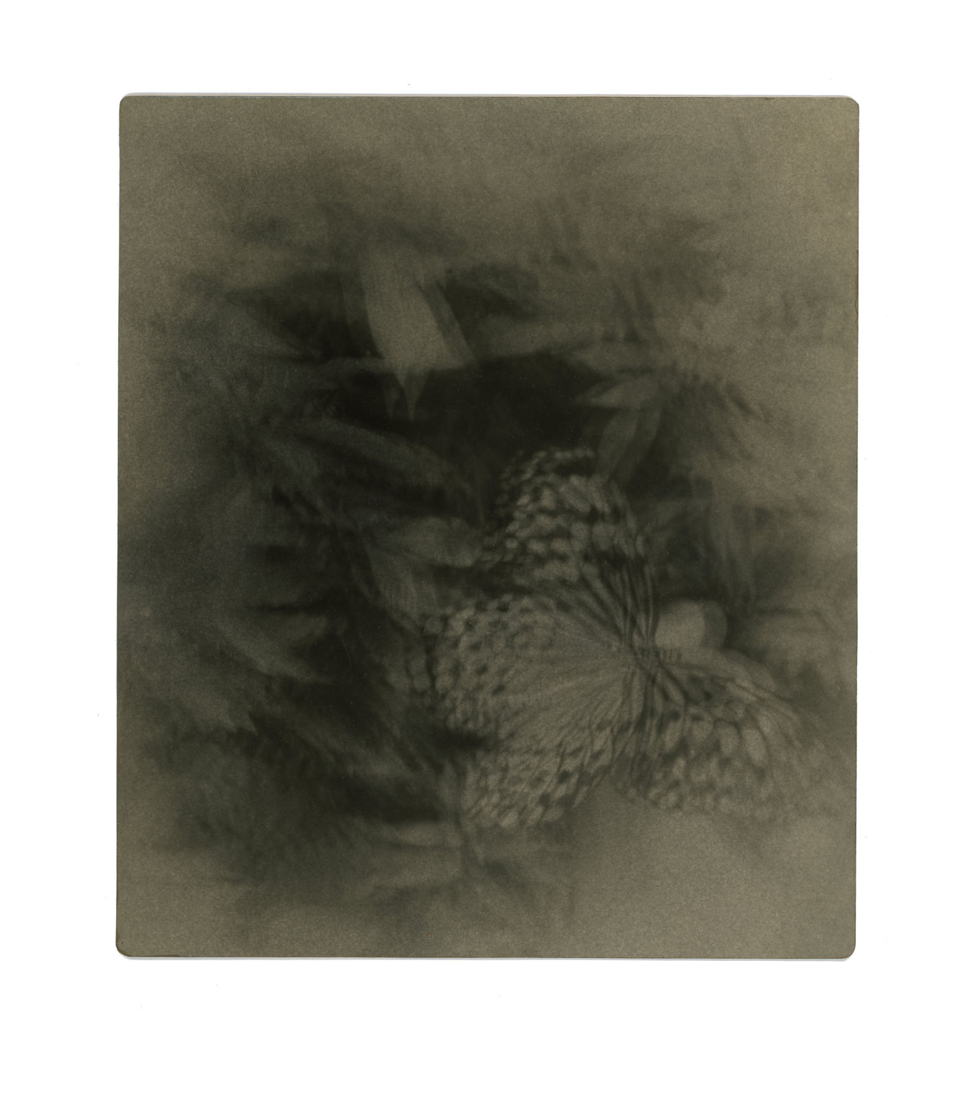 Miho Kajioka, #0078, 2014