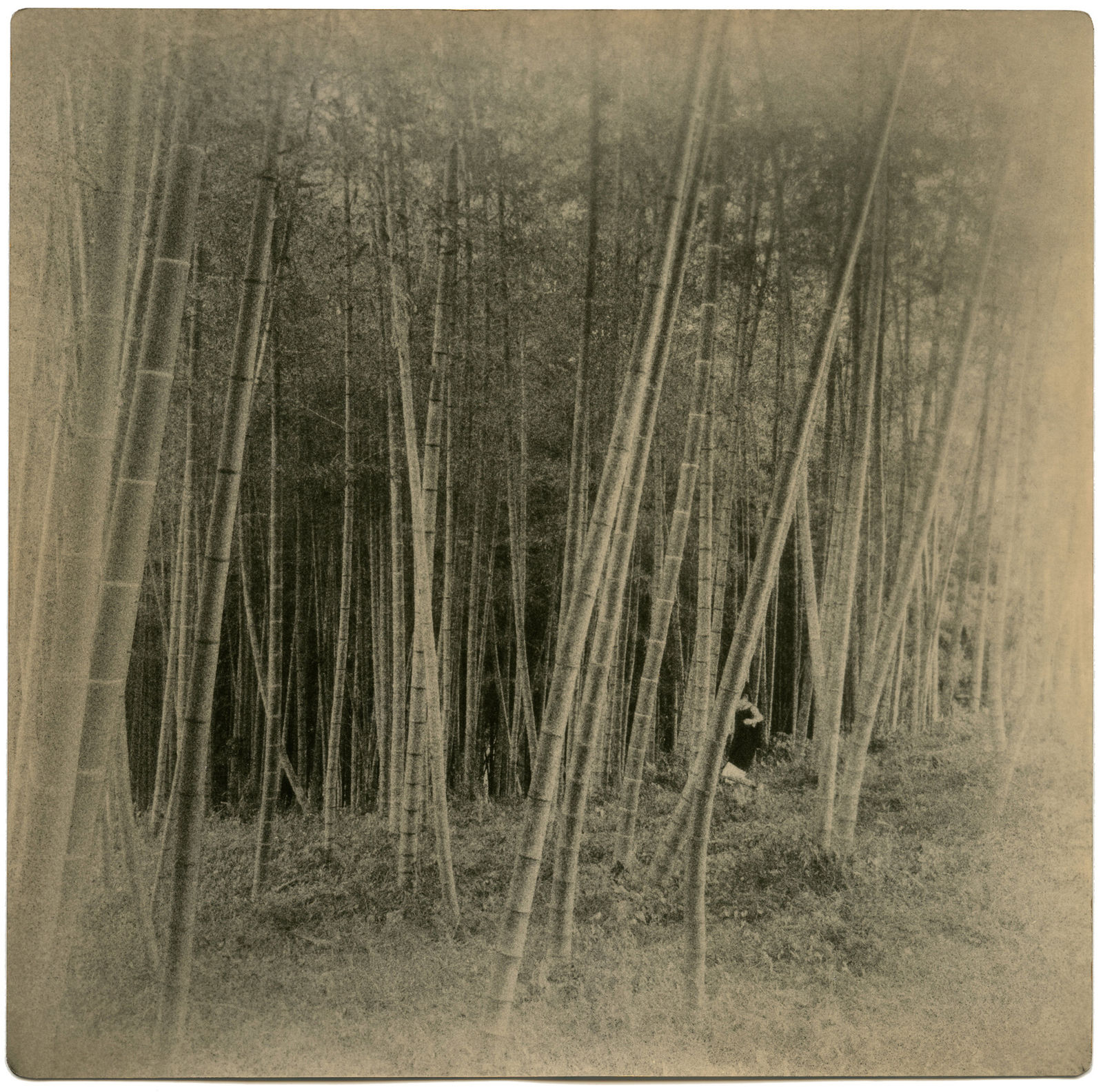 Miho Kajioka, BK0193, 2015