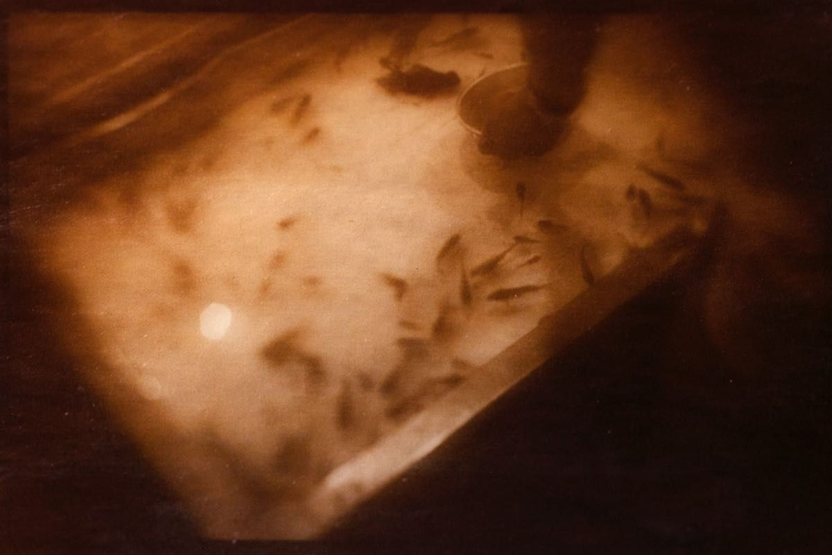 Naoyuki Ogino, Goldfish, 2022