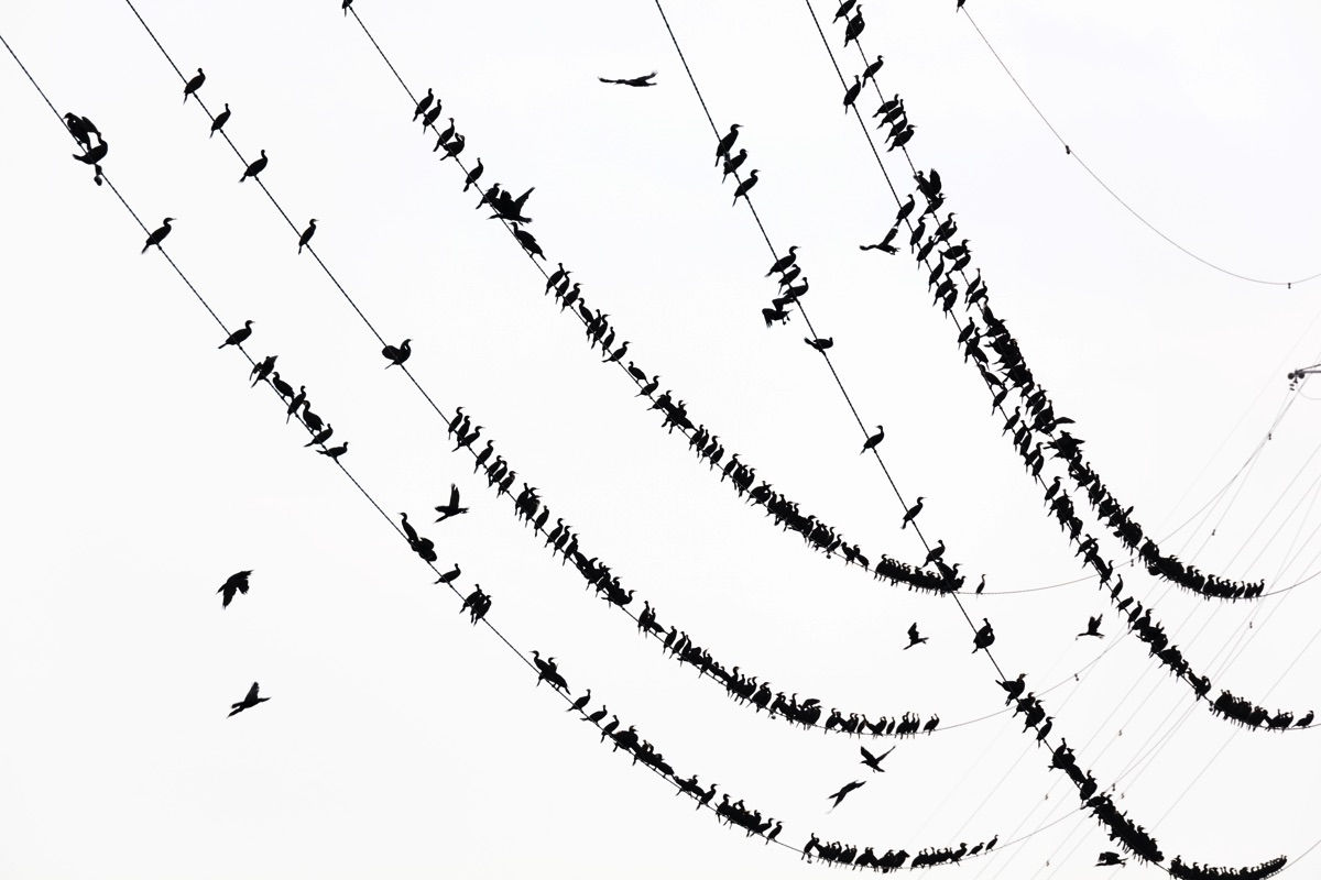 Yoshinori Mizutani, Kawau 013, 2015