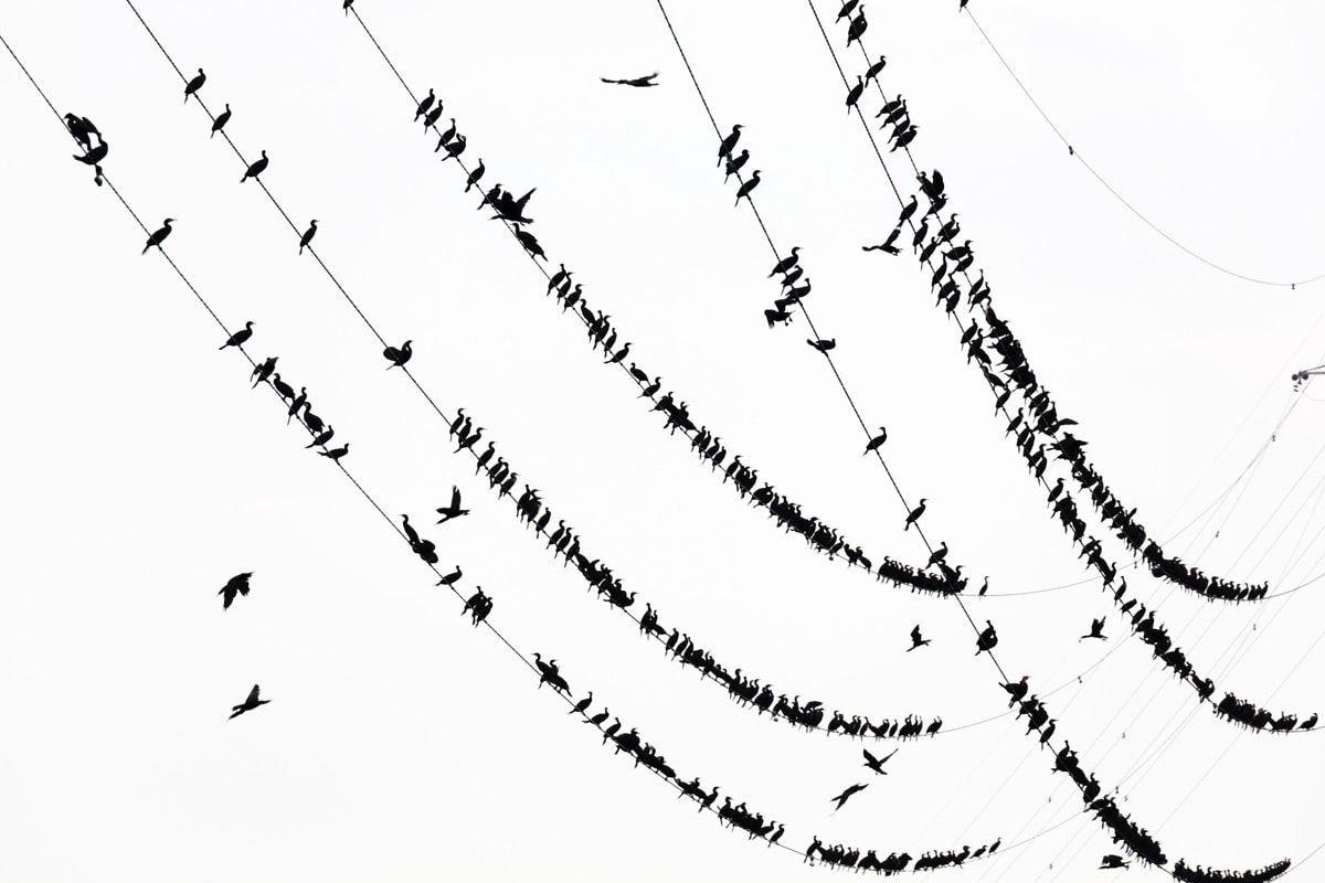 Yoshinori Mizutani, Kawau 013, 2015