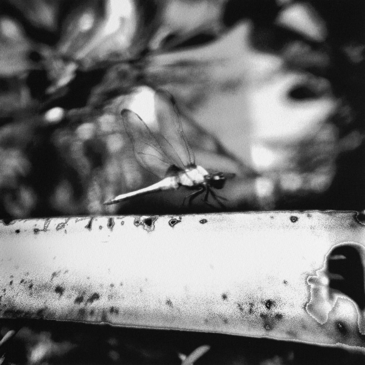 Reiko Imoto, Kobe, 18:40 from Time Traveler's Diary, 2007