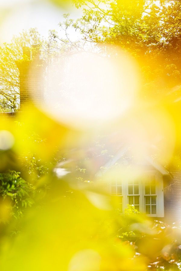 Yoshinori Mizutani, Voices of Flowers 003, 2016