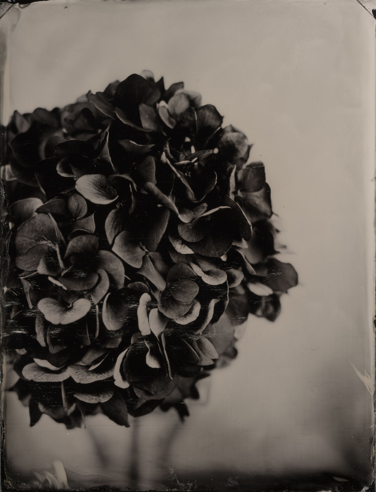 Steffen Diemer, Hortensie WVZ 565, 2020