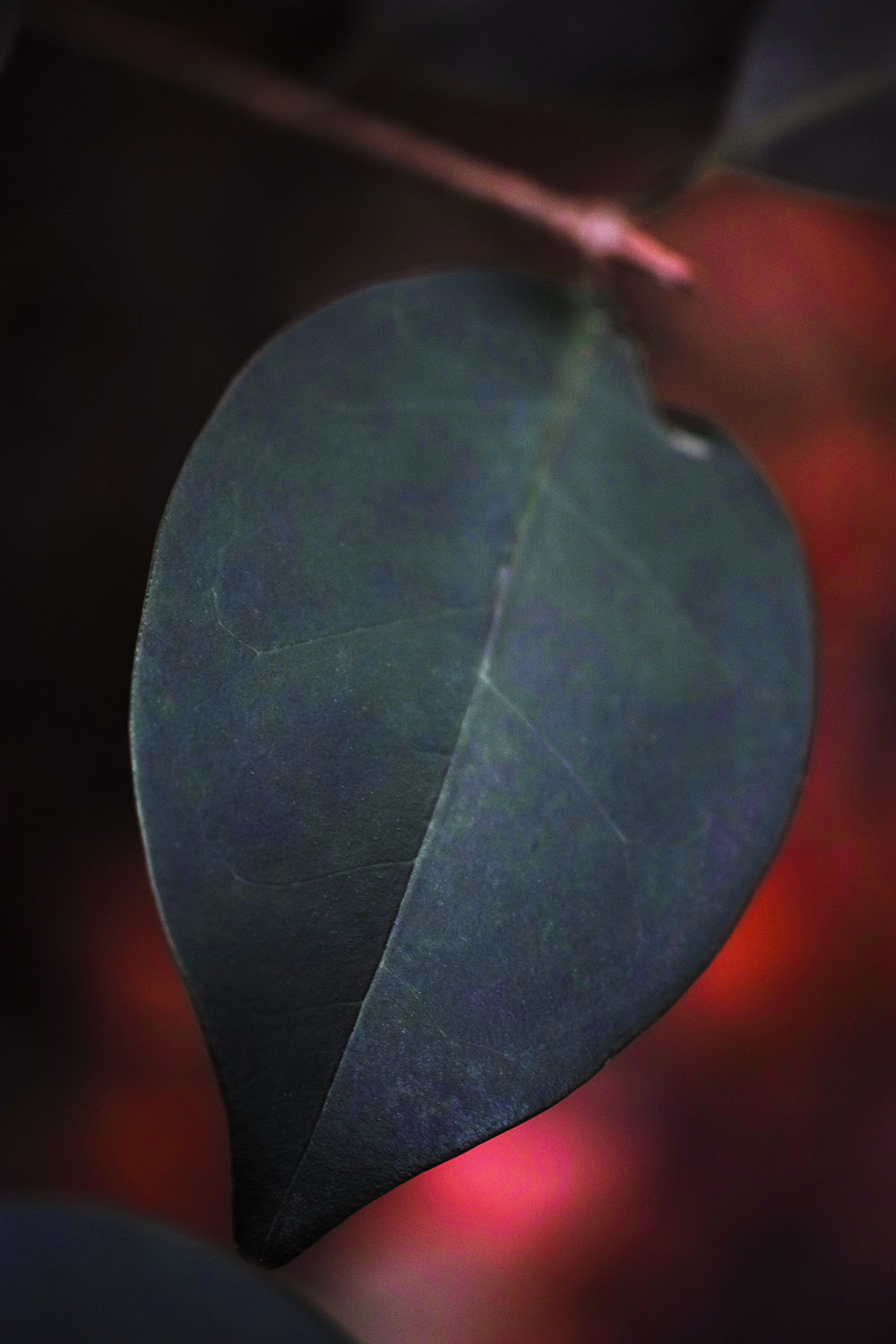 Shimpei Yamagami, Epiphany 1, 2018–2021