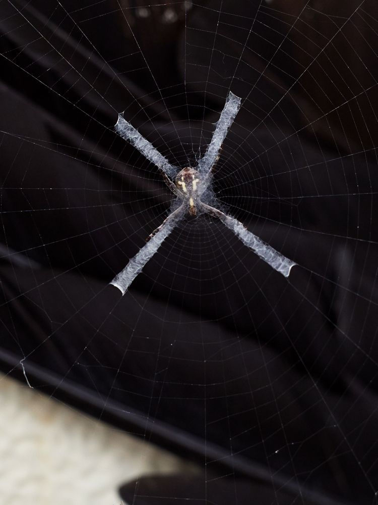 Guillaume Simoneau, Untitled from Murder (St. Andrew's Cross spider 02), Takeo City, Saga pref. Japan, 2016