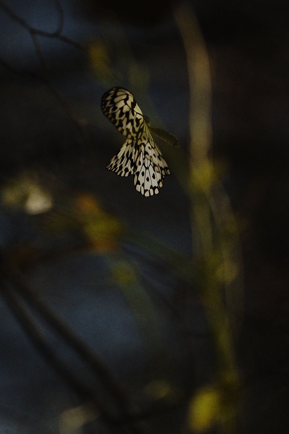 Shimpei Yamagami, Epiphany 29, 2018-2021