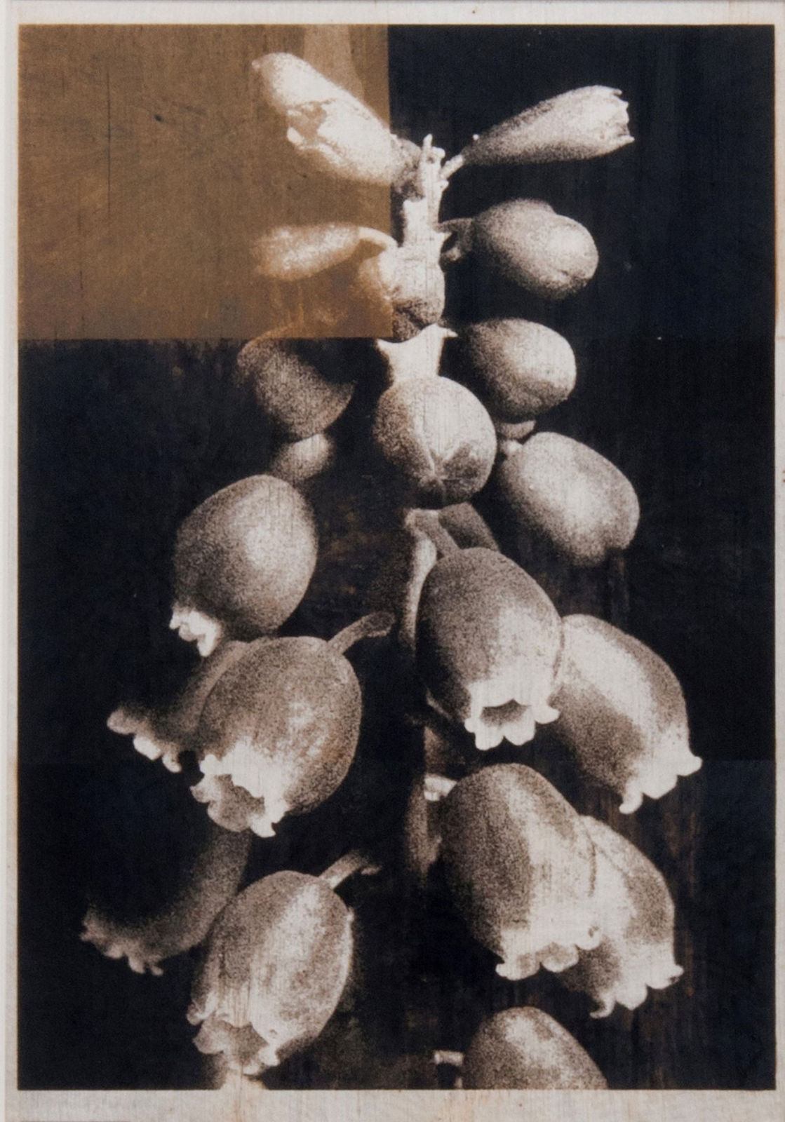 Norio Takasugi, gb-1, 2018