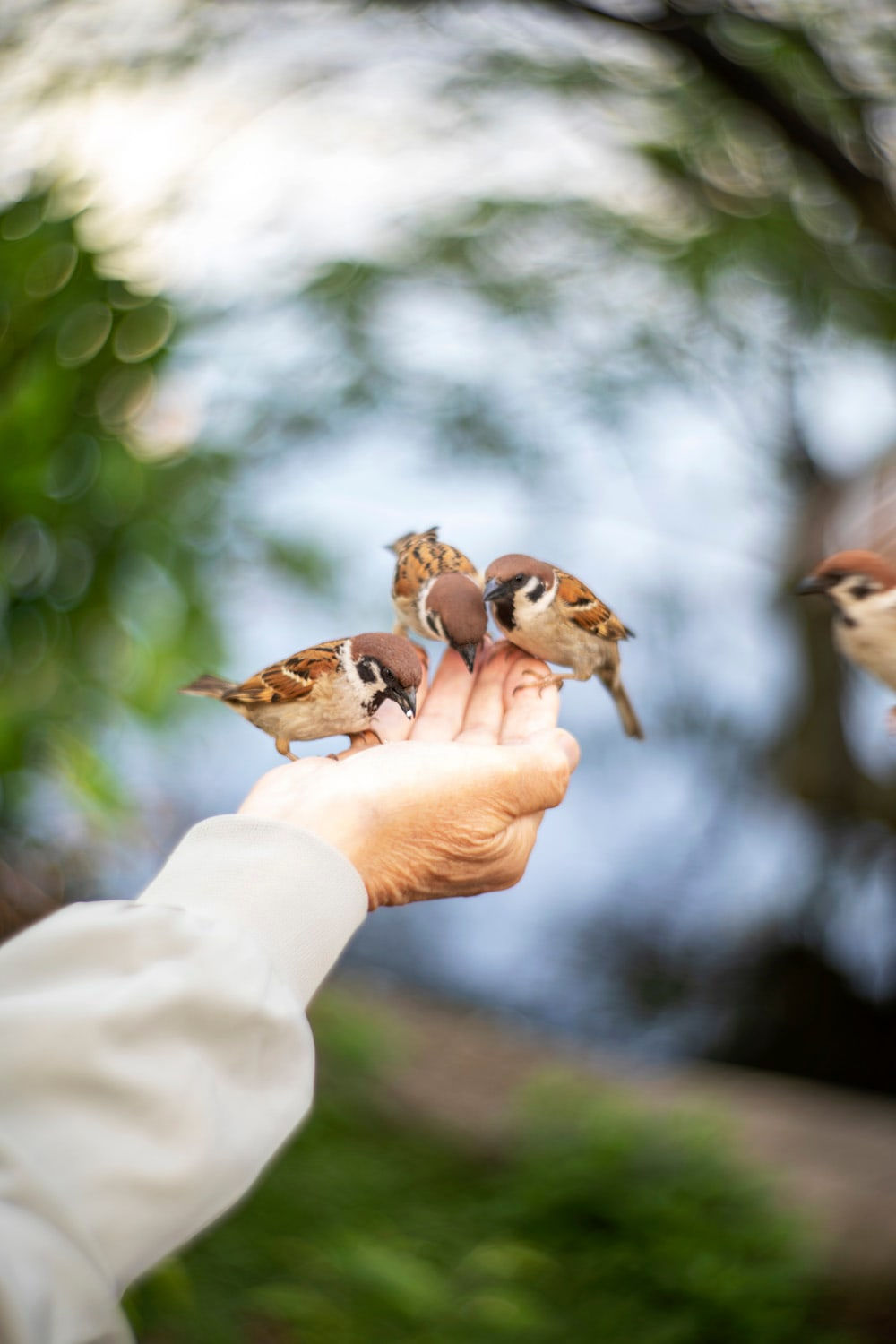 Yoshinori Mizutani, Tori to te 011, 2017