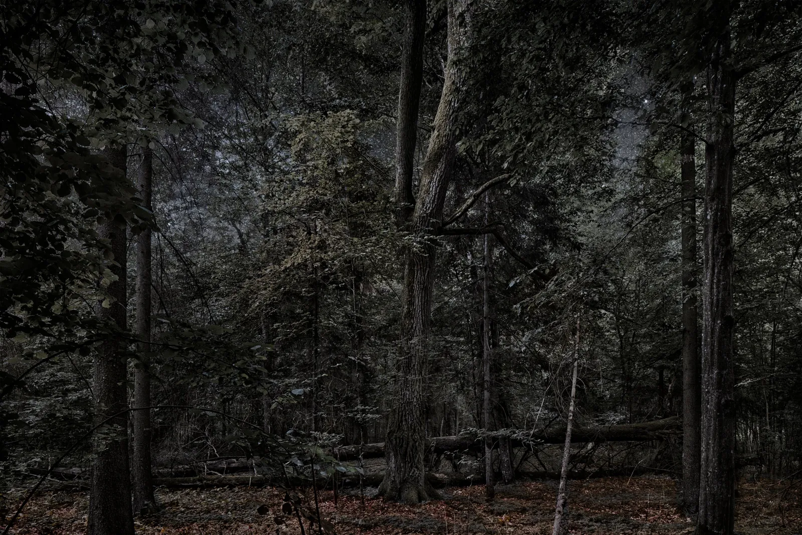 Thierry Cohen, Carbon Catchers no. 20