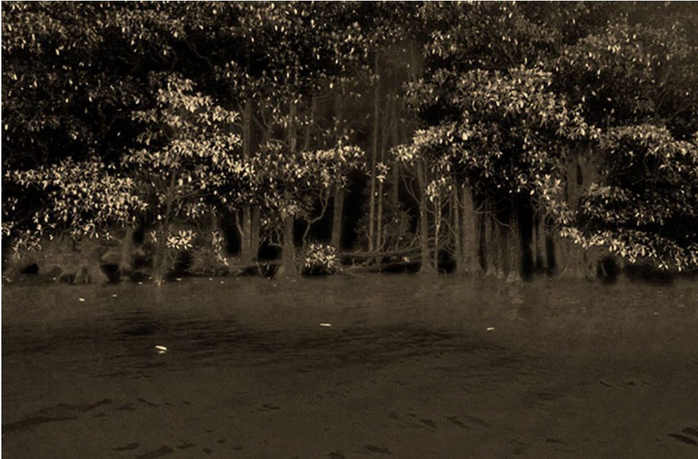 Paul Cupido, Mangroves, 2019
