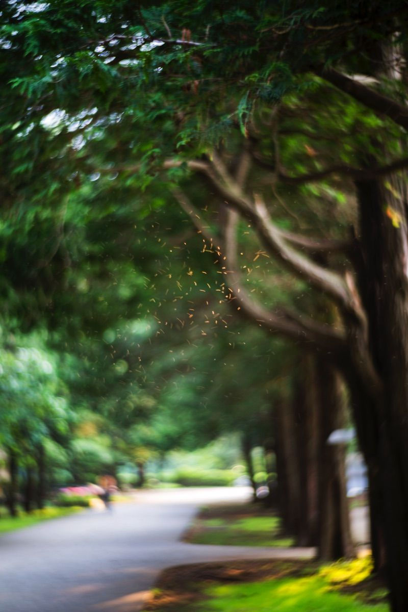 Yoshinori Mizutani, Yusurika 047, 2015