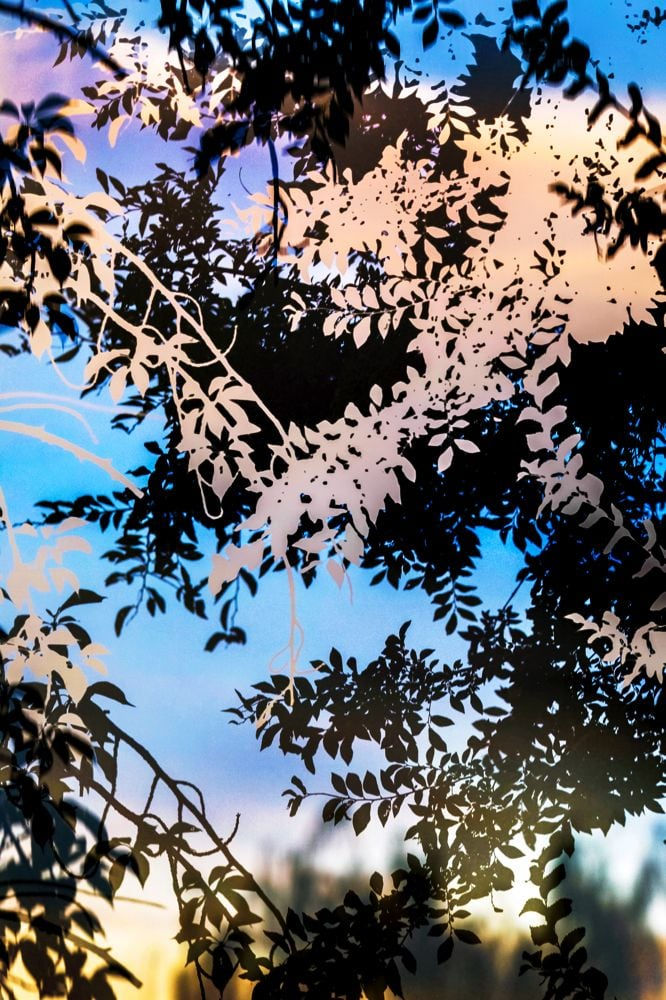 Yoshinori Mizutani, HDR_Nature 012, 2016-2018