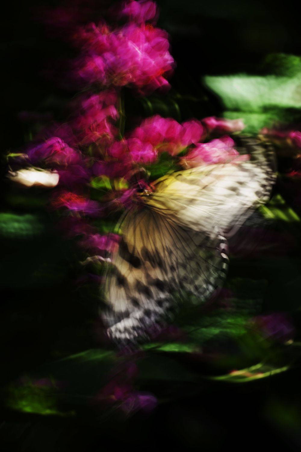 Shimpei Yamagami, Epiphany 31, 2018-2021