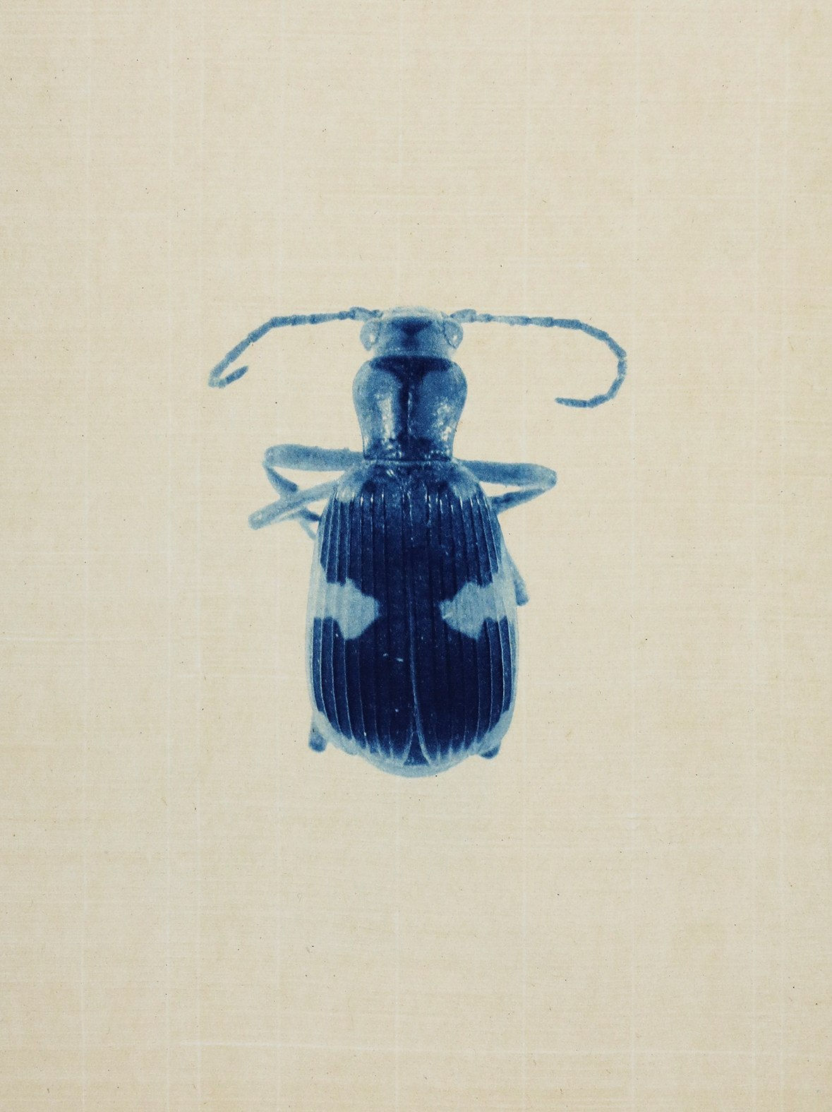 Anaïs Lopez, Beetle V, 2025