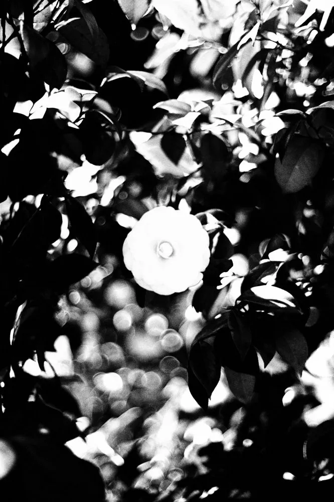 Munemasa Takahashi, Laying Stones 038, 2014