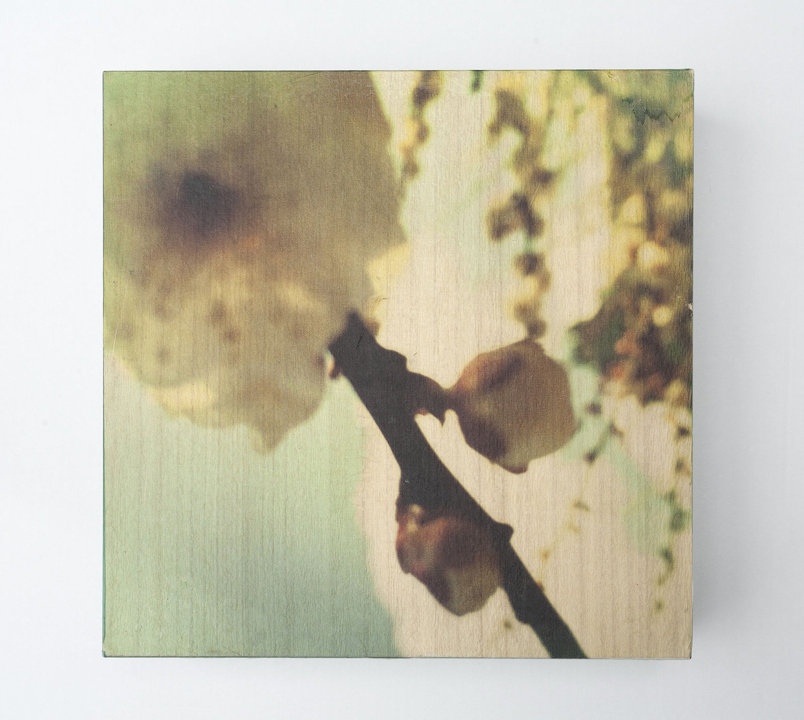 Miho Kajioka, and, do you still hear the peacocks?, 2021