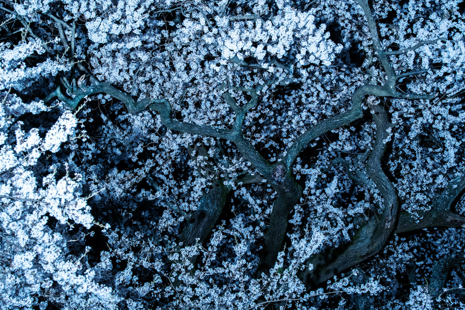 Ai Iwane, Takashiba Dekoyashiki, Koriyama, Fukushima, 2020