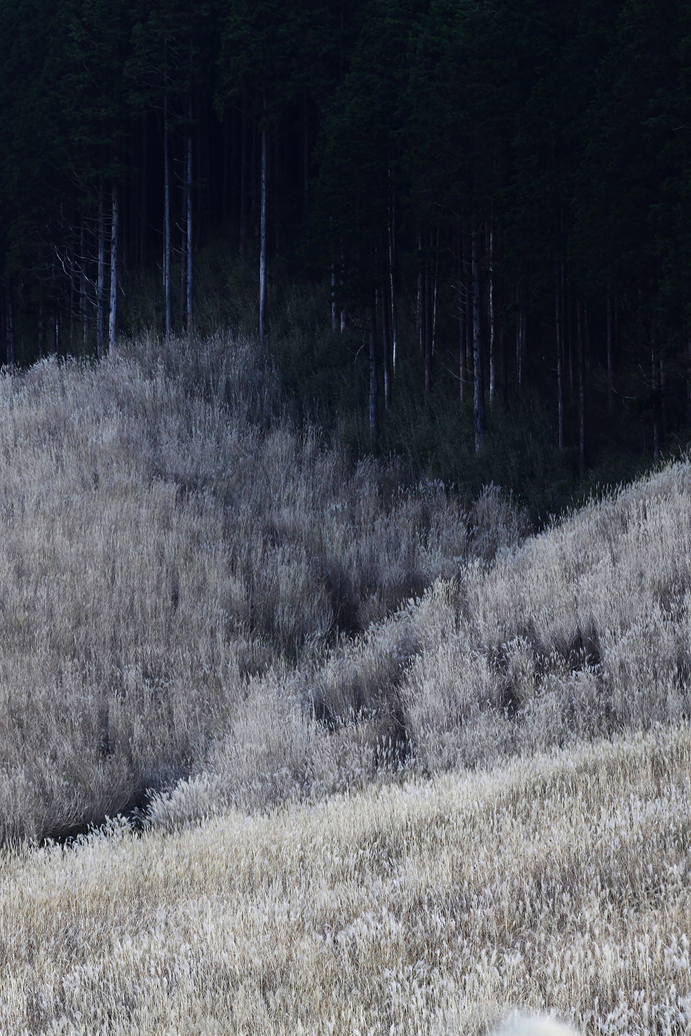 Shimpei Yamagami, Epiphany 25, 2018-2021