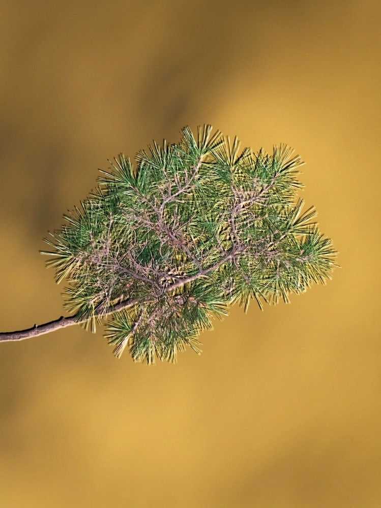 Yoshinori Mizutani, Moonlight 11, 2014