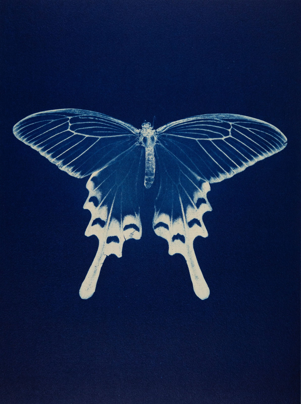 Anaïs Lopez, Butterfly II, 2025