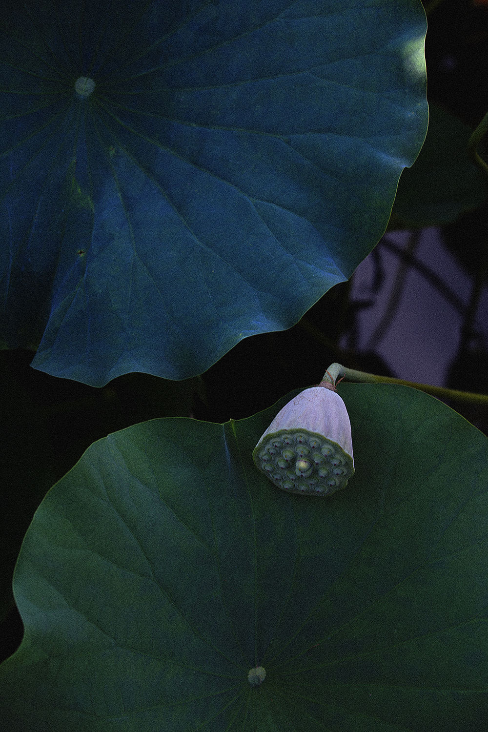 Shimpei Yamagami, Epiphany 5, 2018-2021