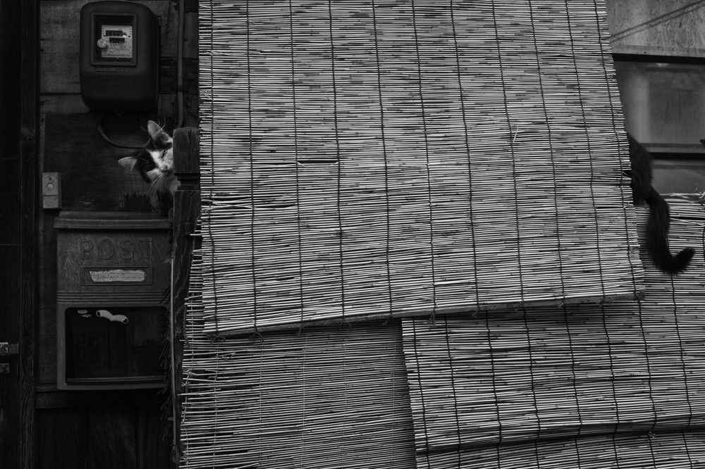 NEKO Project, Masayuki Kurihara - Untitled