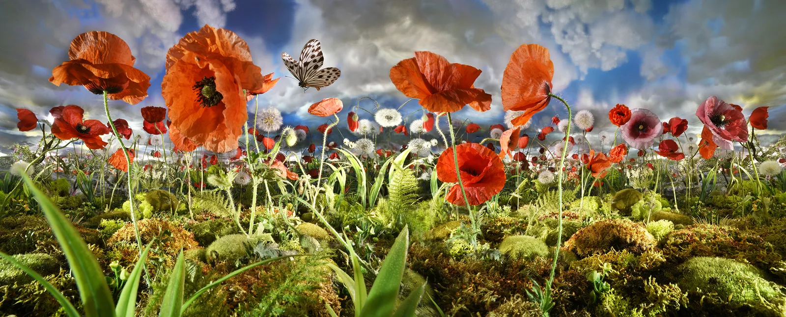 Bethany de Forest, Poppyfield Panorama XL