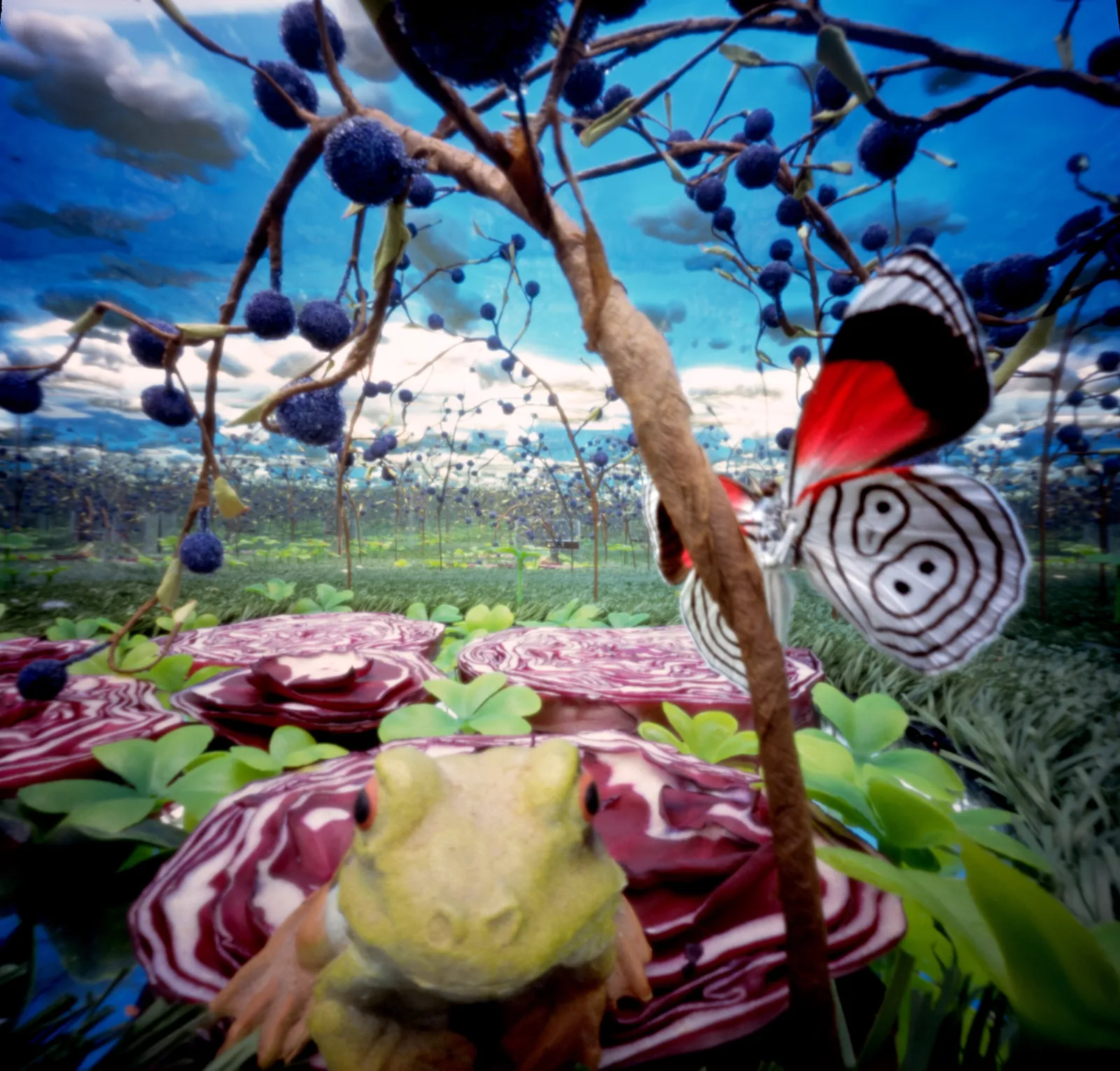 Bethany de Forest, Vlinderkick