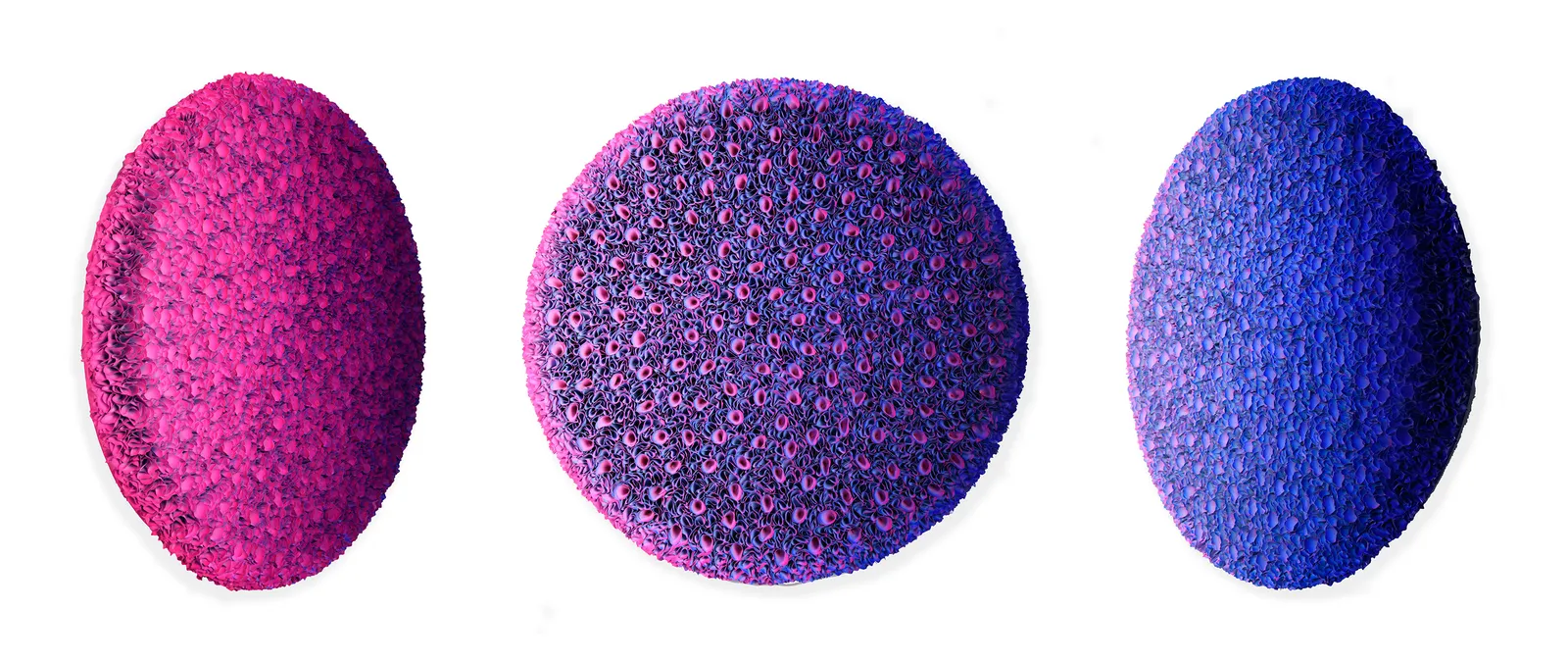 Zhuang Hong-yi, Floral Oasis, 2022