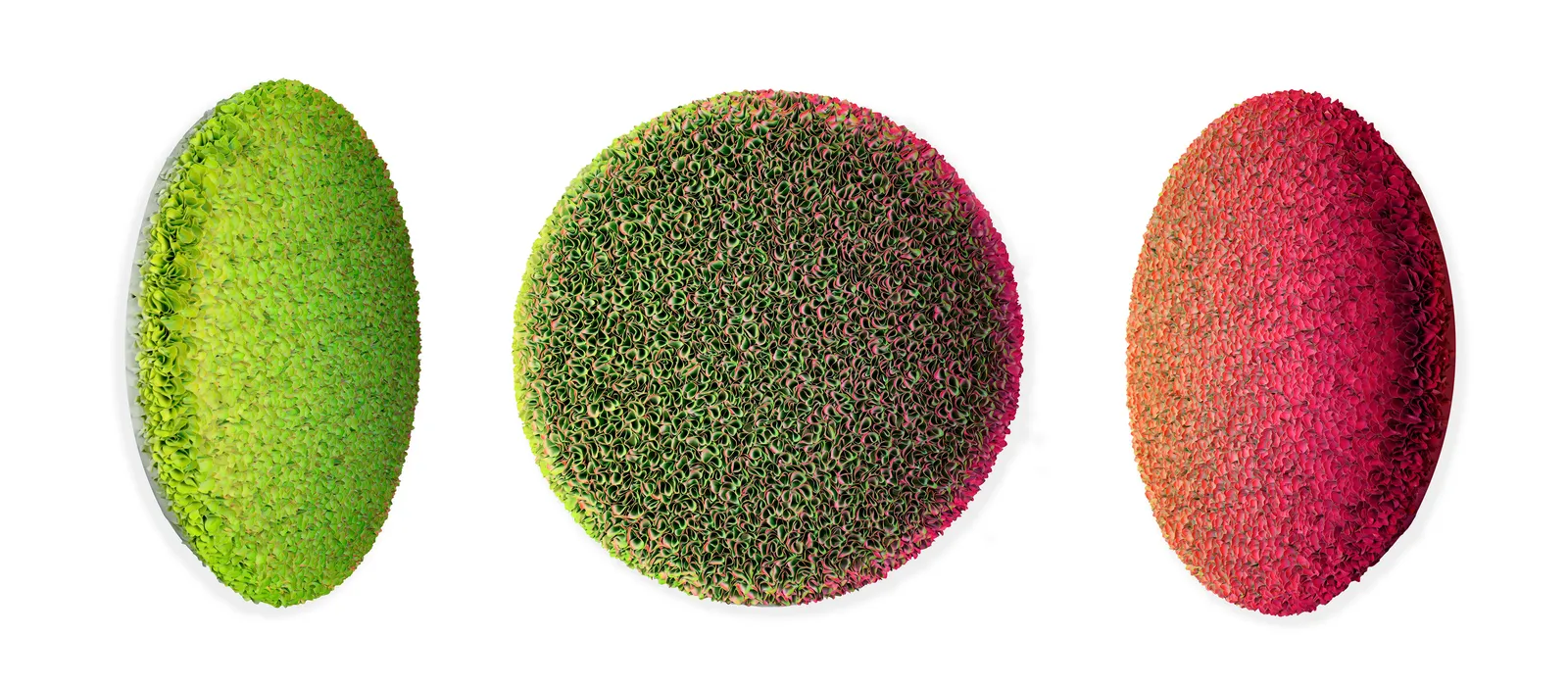 Zhuang Hong-yi, Rose Water, 2022