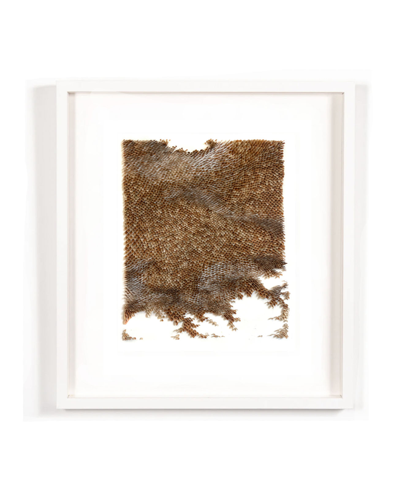 Mylinh Nguyen, Graines , 2025