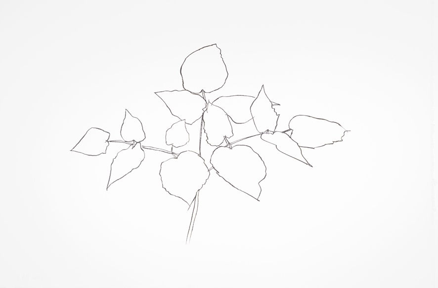 Ellsworth Kelly, Woodland Plant, 1979