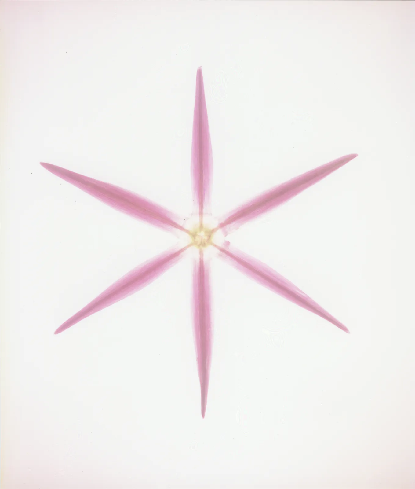 Garry Fabian Miller, Giant Allium, July 14th 1997