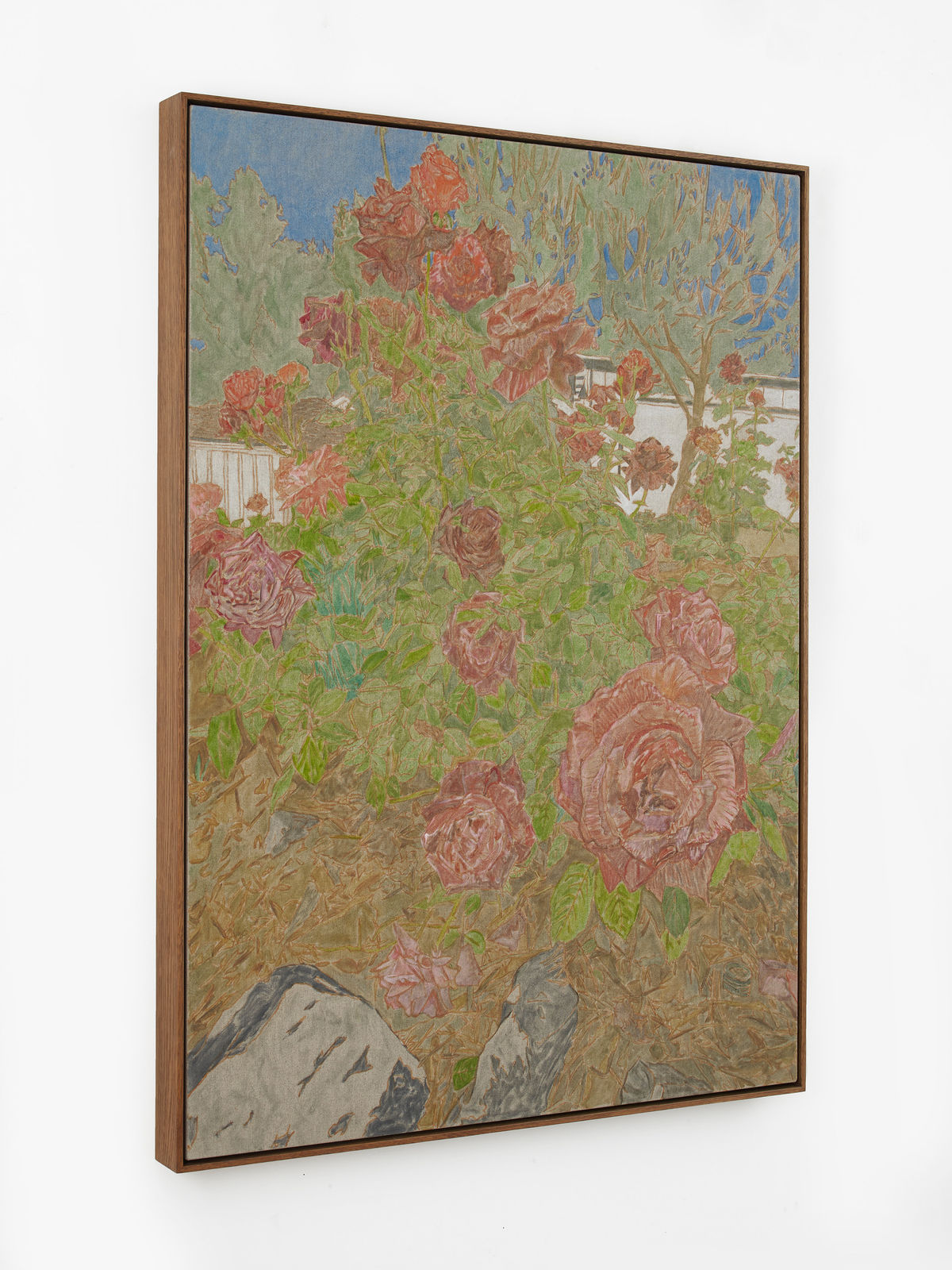 Hayley Barker, Tiger Roses, 2025