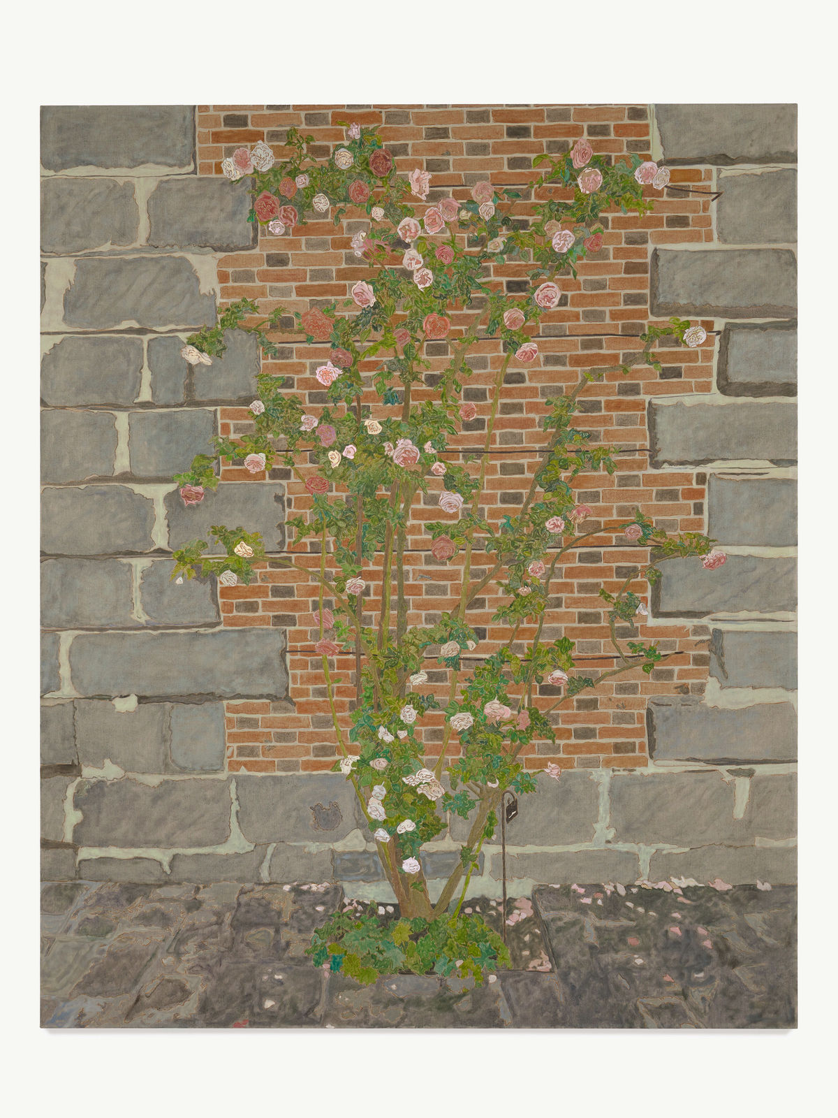Hayley Barker, Climbing Roses, 2024