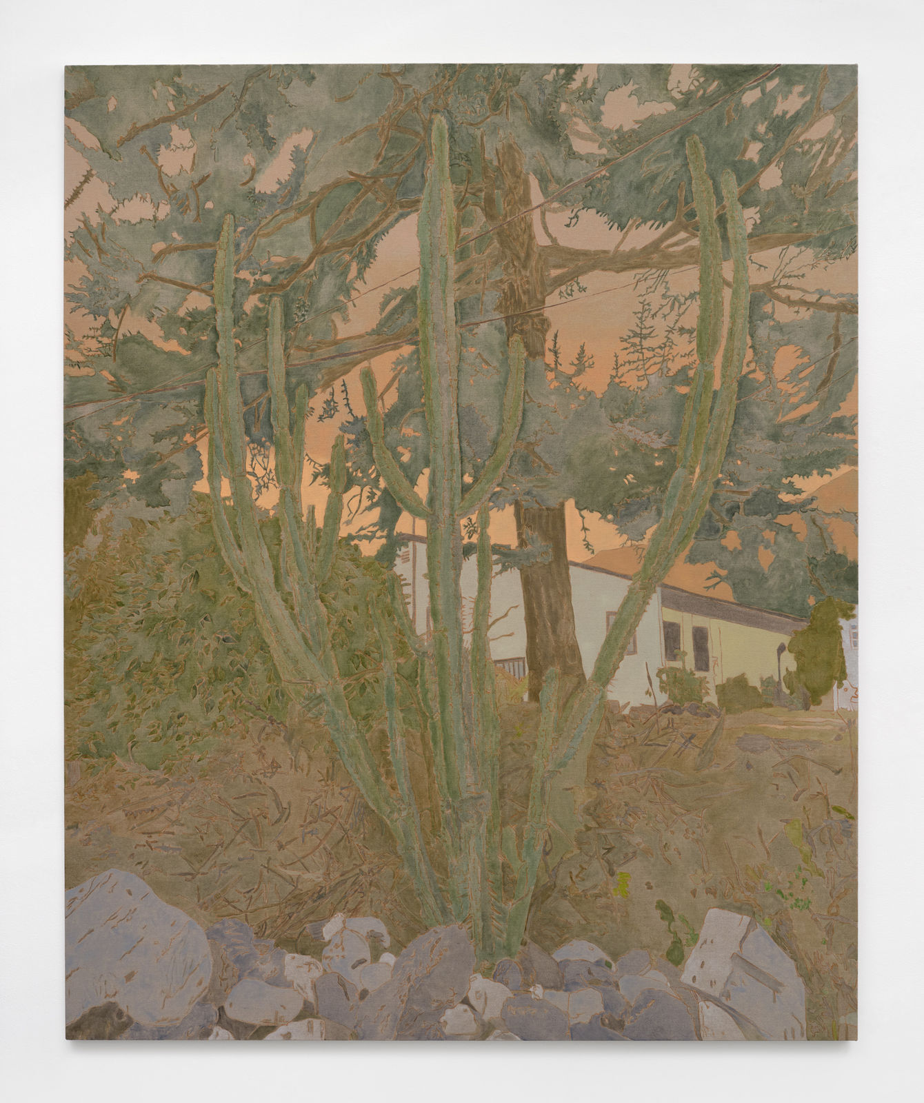 Hayley Barker, Mountain View Cactus, 2025