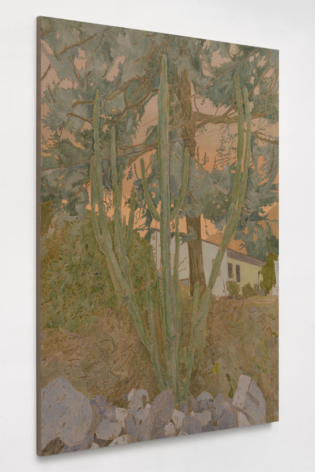 Hayley Barker, Mountain View Cactus, 2025