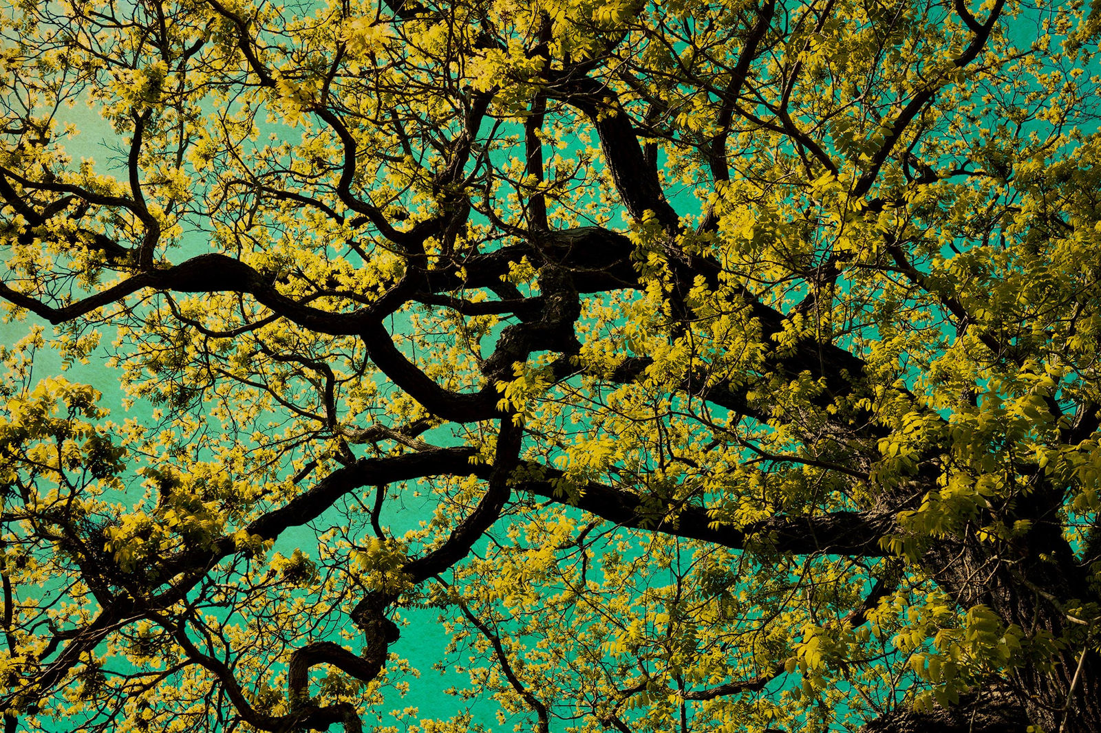 Albarrán Cabrera, The Mouth of Krishna #856, 2019