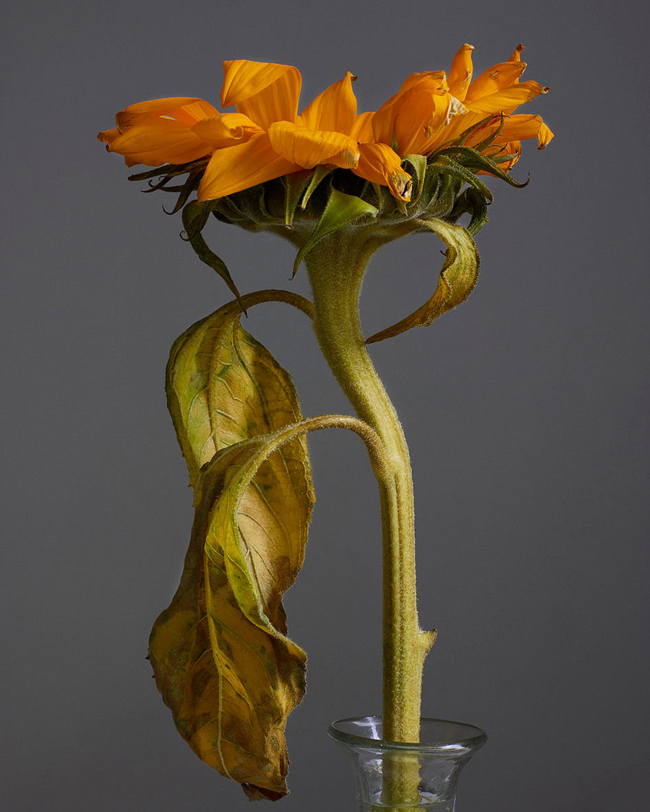 Rankin, Look Up, Embrace , 2001