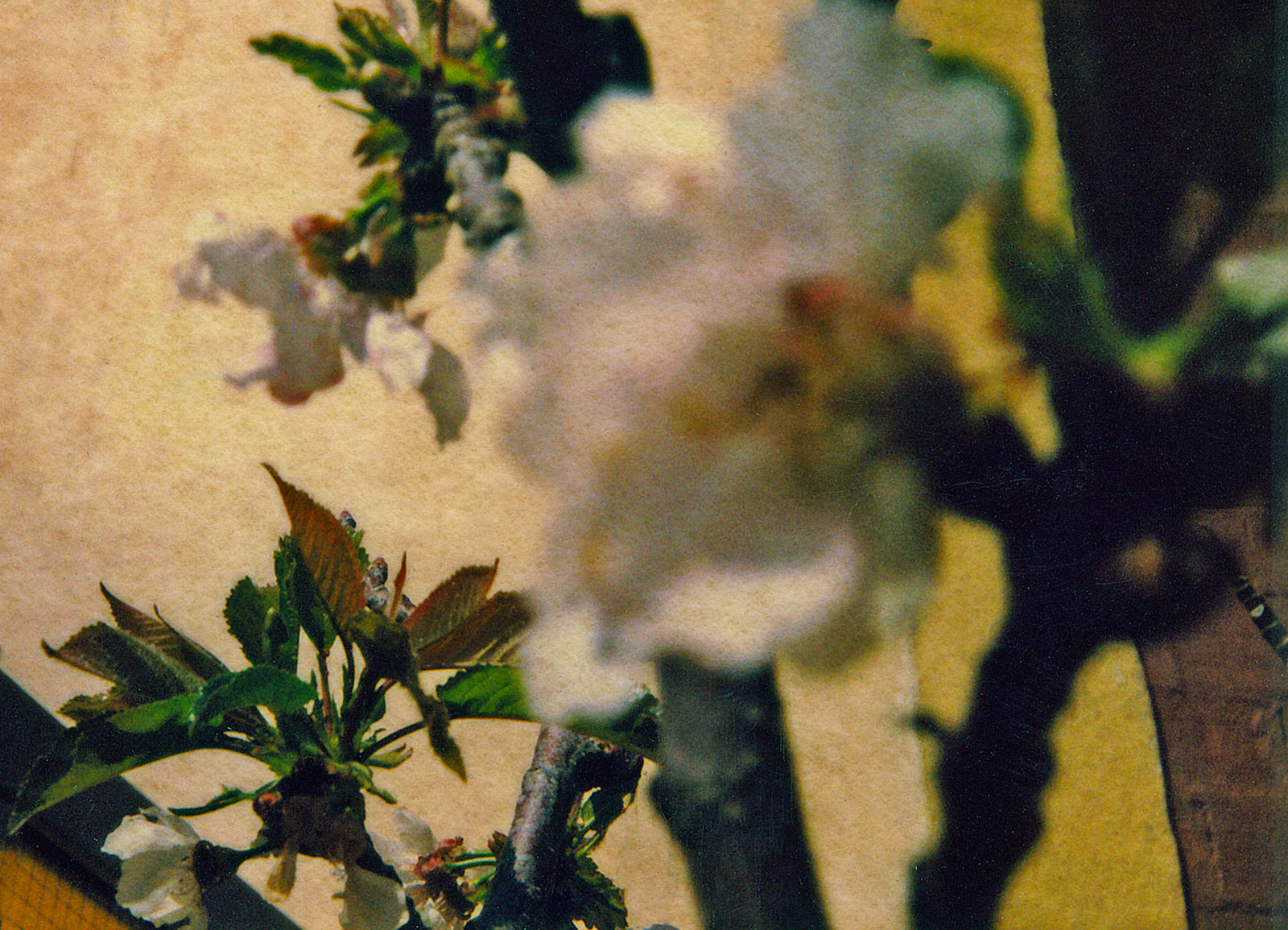 Albarrán Cabrera, The Mouth of Krishna #91, 2012