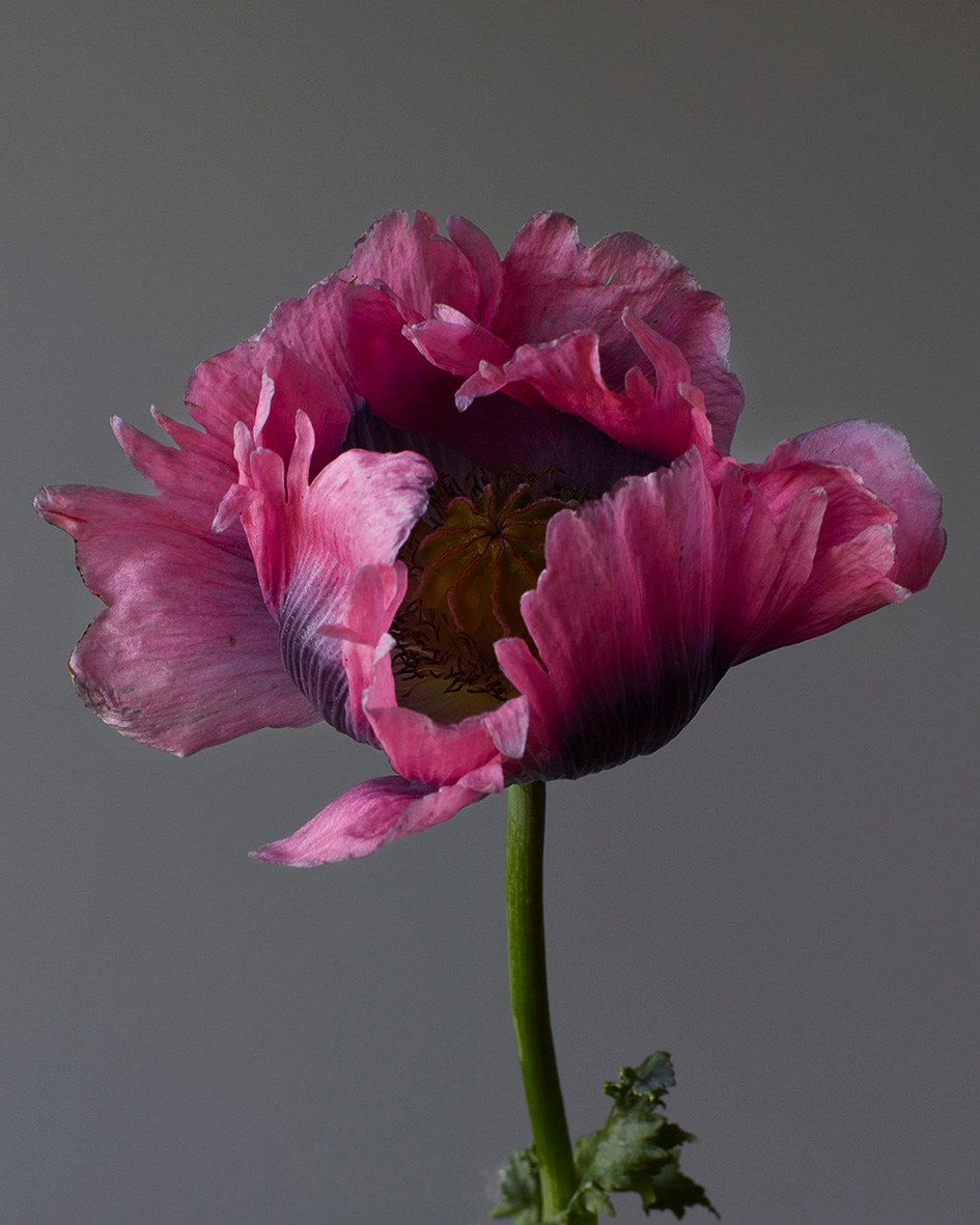Rankin, Pink Portrait, Embrace, 2020