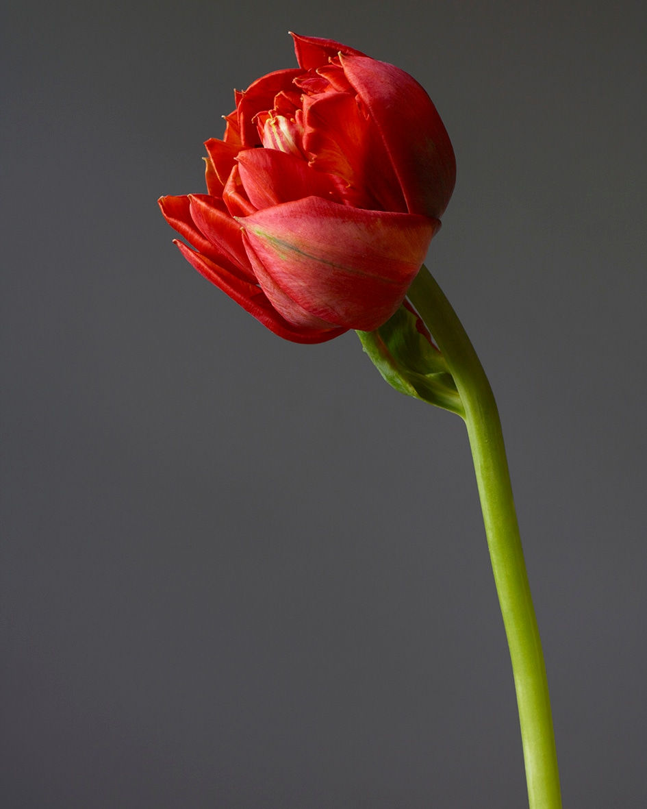 Rankin, Red Head, Embrace, 2020