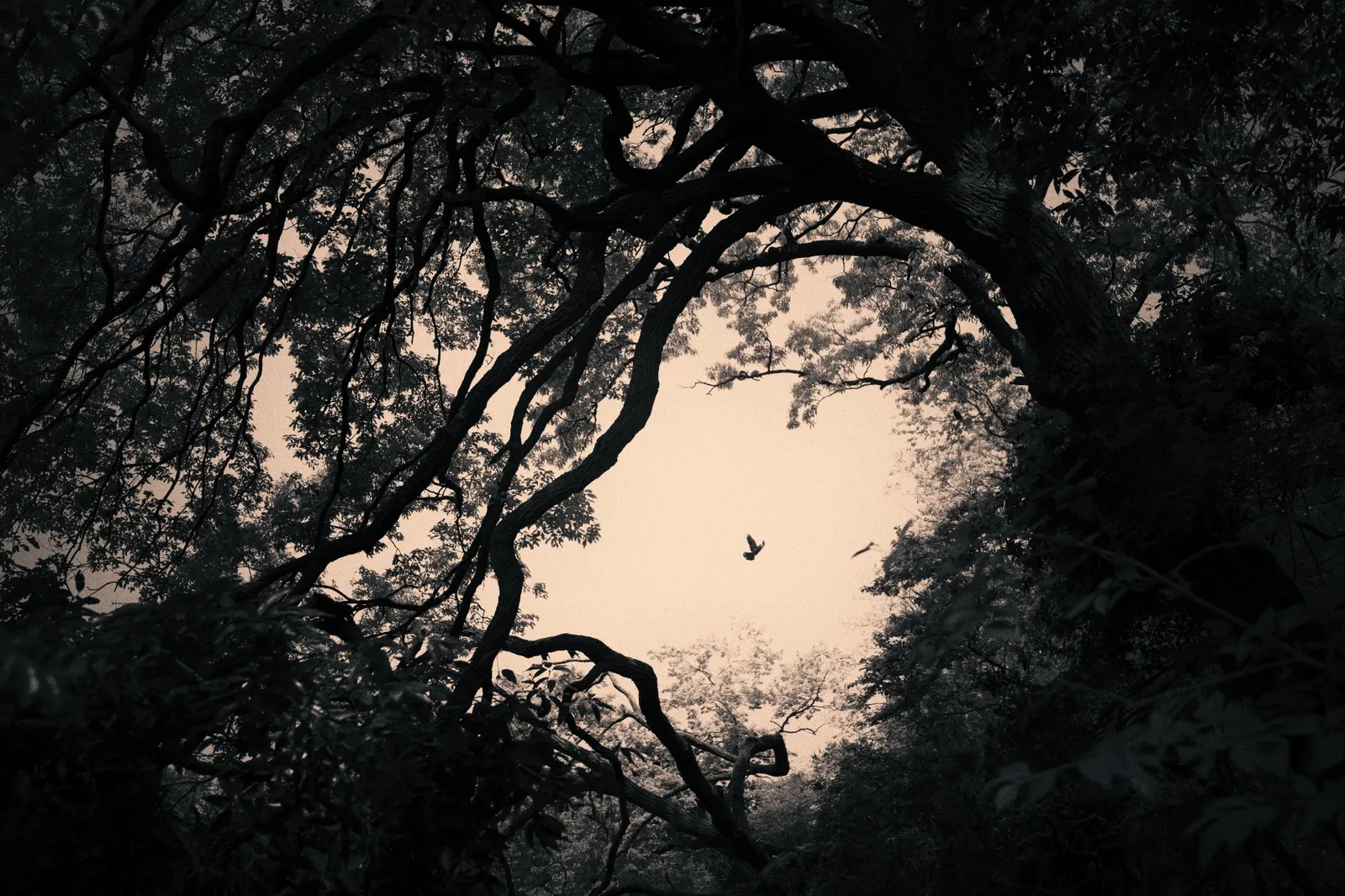 Albarrán Cabrera, The Mouth of Krishna #170, 2014