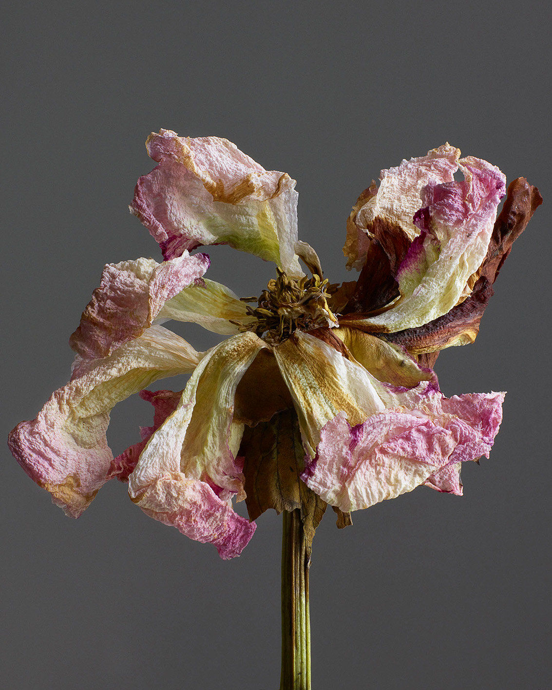 Rankin, Pinwheel, Embrace, 2020