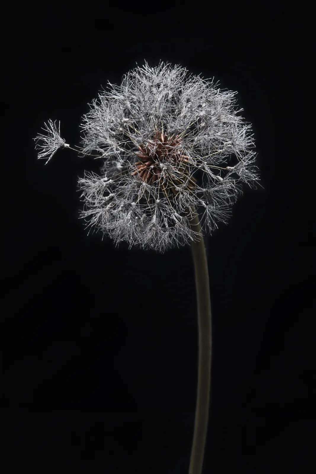 Shota Suzuki, 綿毛蒲公英 - Dandelion Fluff, 2020